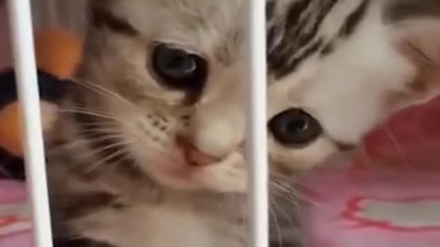 Super Funny cute cats