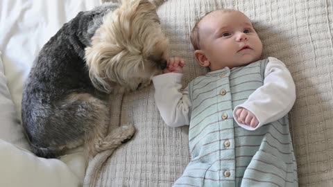 Puppy Playing With Baby on Bed.