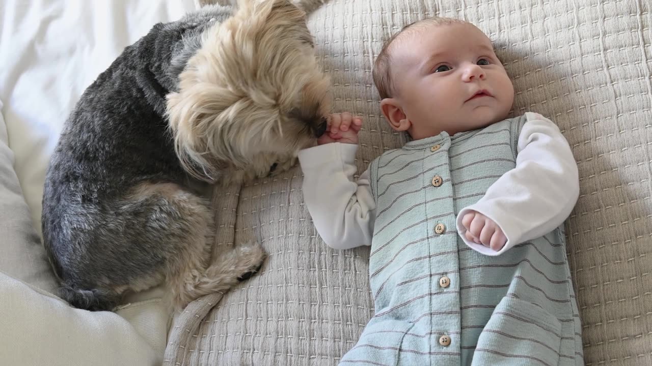 Puppy Playing With Baby on Bed.