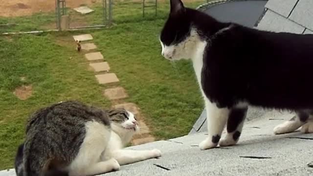 Cat fight