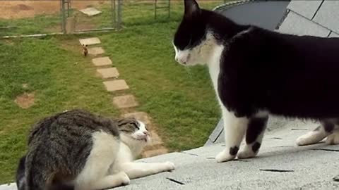 Cat fight