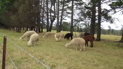 Alpacas - Outside Adventures