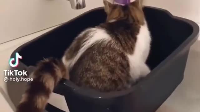 Funniest cat videos #114 - HILARIOUS!