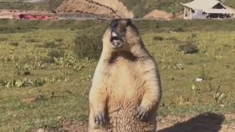 Who ate my cookie?!
