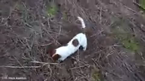 The best dogs which can protect you from wild animals