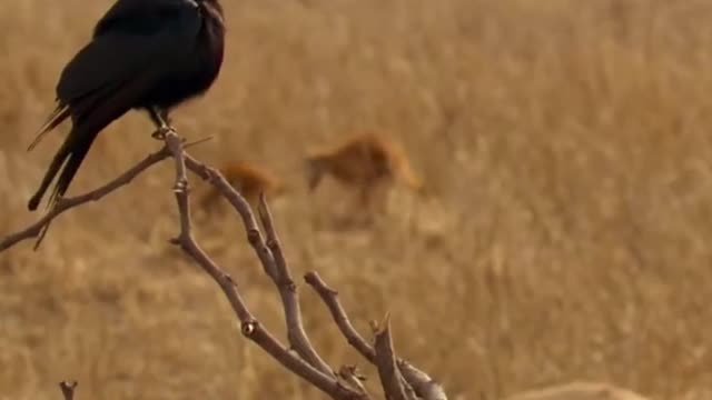 Drongo Bird Tricks Meerkats