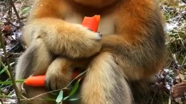 Carrot eating monkey. Funny video.