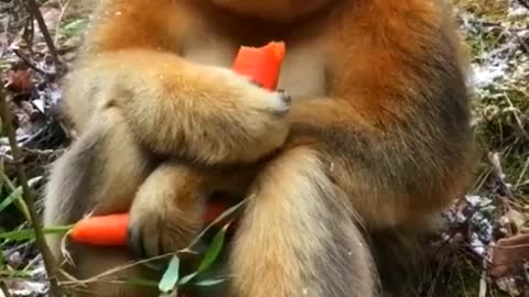 Carrot eating monkey. Funny video.