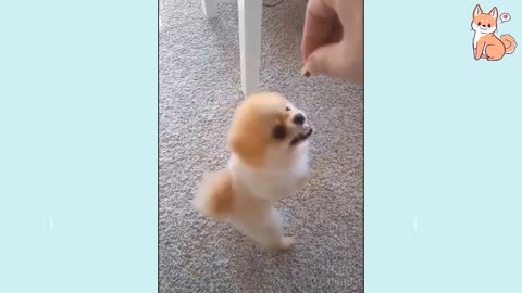 Funny puppy videos - Hilarious!