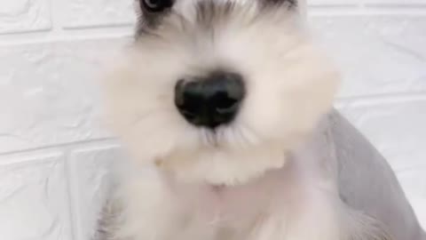 This is the first time I have seen such beautiful eyelashes on a puppy