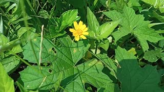 beautiful yellow flower