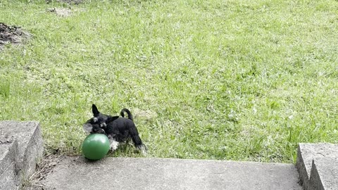 Schnauzer Wrestles Balloon