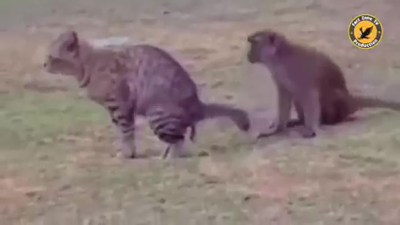 Funny Video Animal