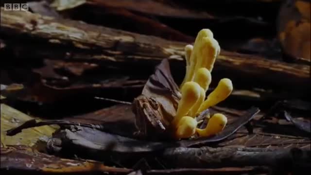 Attack of the Killer Fungi | Planet Earth | BBC Earth