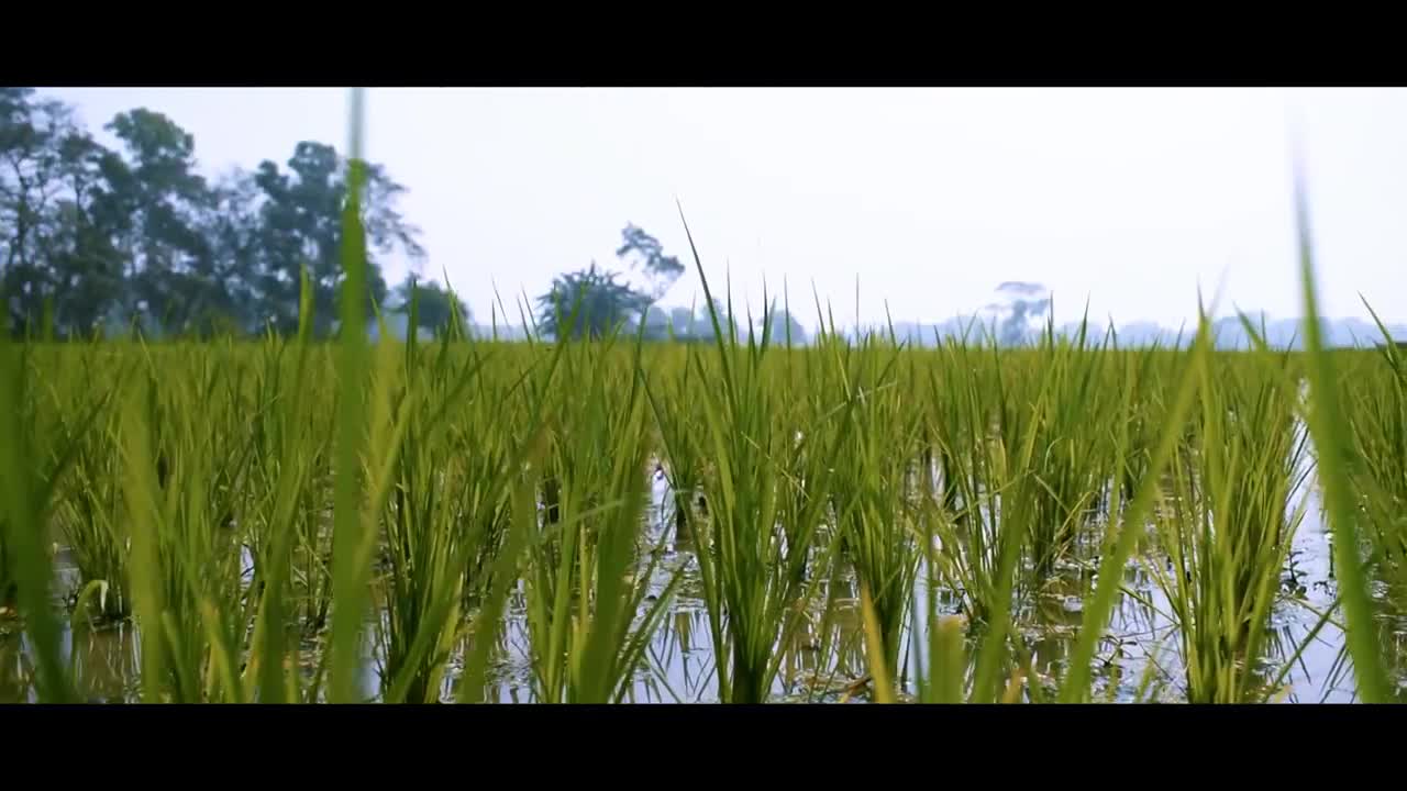 Indian Agriculture Video