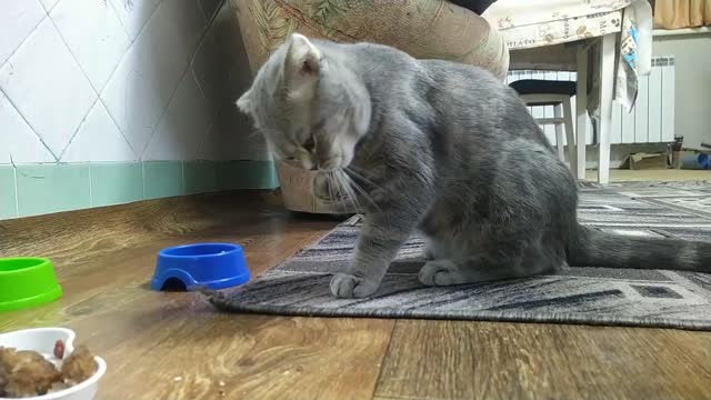 The cat eats food with its paw