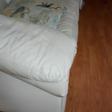 Bella and Bingo Best Friends