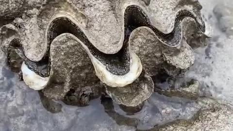 Shell Gives Curious Person a Surprise