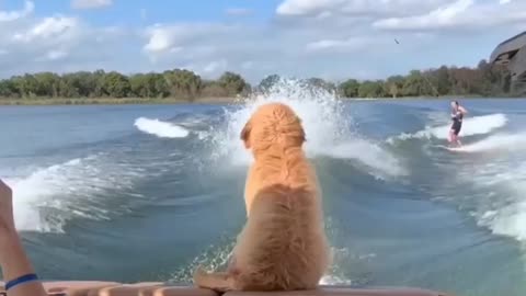 Wakeboarding with doggo is way more fun!