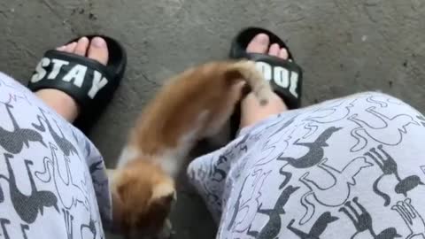 Cute kitten wants some attention