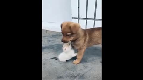 beautiful funny cats and dogs! first compilation