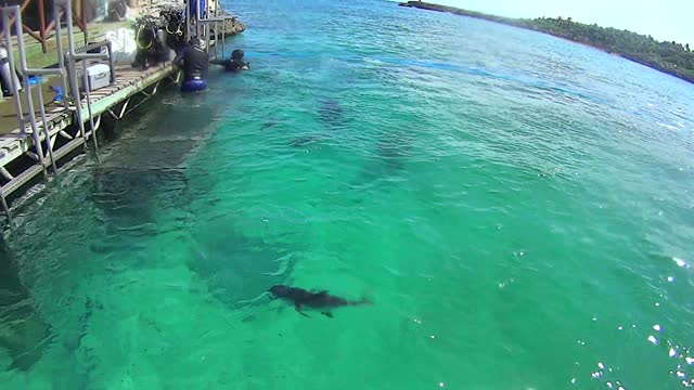 Xel-Ha Park Lagoon Mexico Carribean Part 19