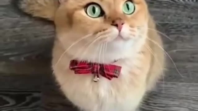 Cat funny video animal video tik tok video pet and animal short funny video