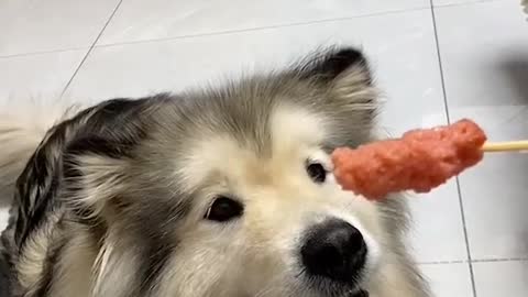 35_29_小花_#阿拉斯加 阿拉不撕家乖的不得了