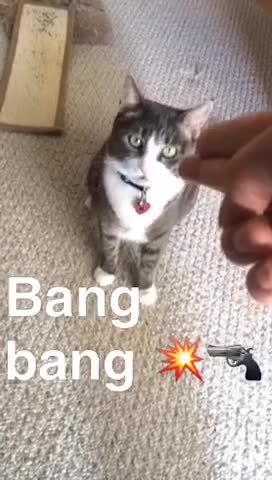 Gata reacciona cuando le 'disparan'