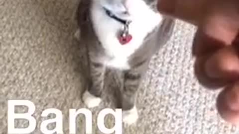 Gata reacciona cuando le 'disparan'