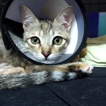 Cute kitten with Elizabethan Collar #Shorts