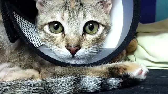 Cute kitten with Elizabethan Collar #Shorts