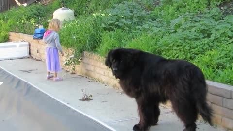 Alert Dog Protects His Young Puppies Near Swimming Pool