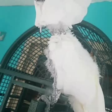 Cockatoo has tantrum