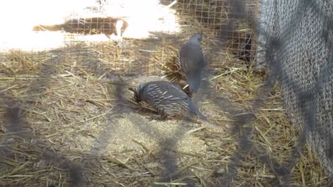 White bobwhite quails and valley quails