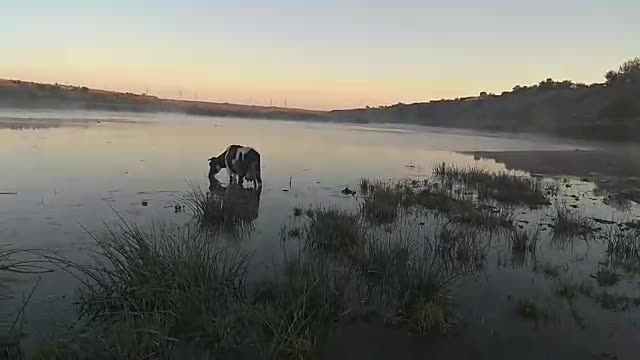 Fog on the lake with a cow