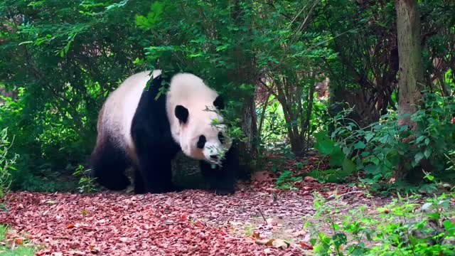 Panda swaggering like a catwalk