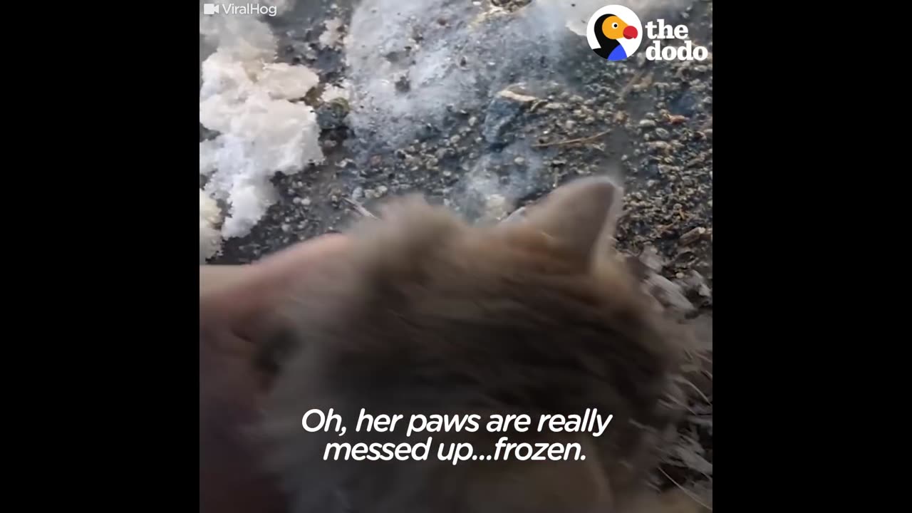 Frozen Animal Rescues | The Dodo Best Of