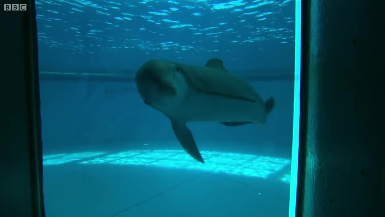 Dolphins: How Smart are They Actually? | Inside the Animal Mind | BBC Earth