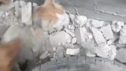 Even the cats/animals are also not safe in #Gaza