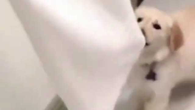 Cute Golden Retriever Puppy Clever Thief