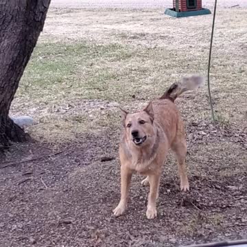Dog chases birds and keeps checking with owner to see if he did a good job