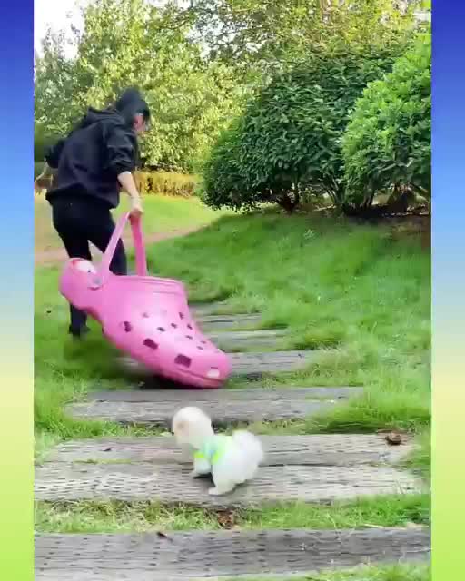 Funny and Cute Dog Video Compilation,🐕🐕_17 _#short