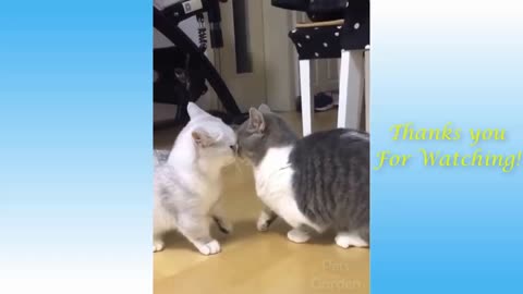 The Best FUNNY CATS Videos - Funny Animal