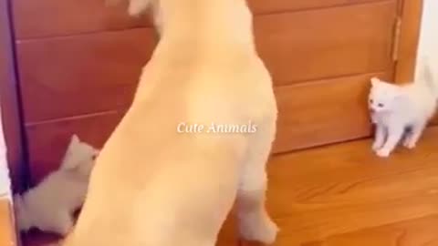 Funny cat& Dog //Funny animal Funny // cat and dog moments/ best funny