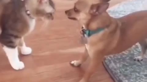 cat and dog fight scene