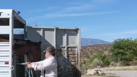 getting-the-horses-out-of-the-trailer-truck
