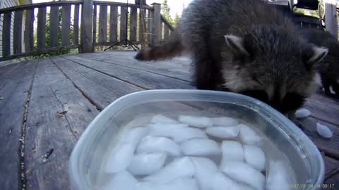 Do raccoons like ice cubes.