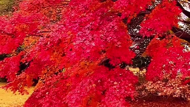 red maple
