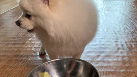 The sound of a dog eating cabbage